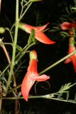 Sutherlandia frutescens RCP5-10 075.jpg